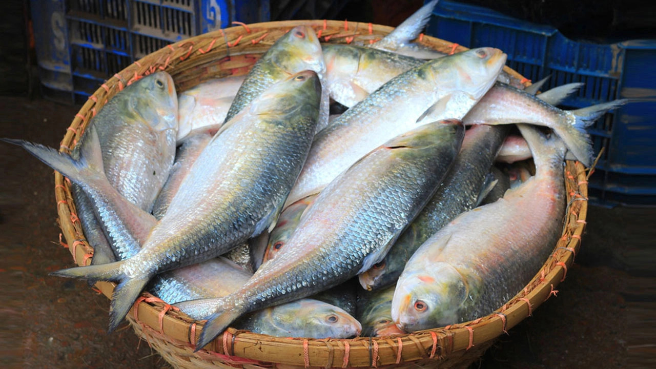 পূজায় বাংলাদেশের ইলিশ চান ভারতের ব্যবসায়ীরা